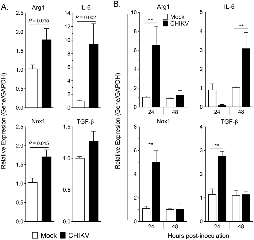 CHIKV-infected HS 633T fibroblast co-culture and supernatant induces <i>Arg1</i> expression in human monocytes.