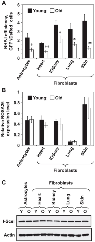 NHEJ efficiency declines with age in R26NHEJ mice.