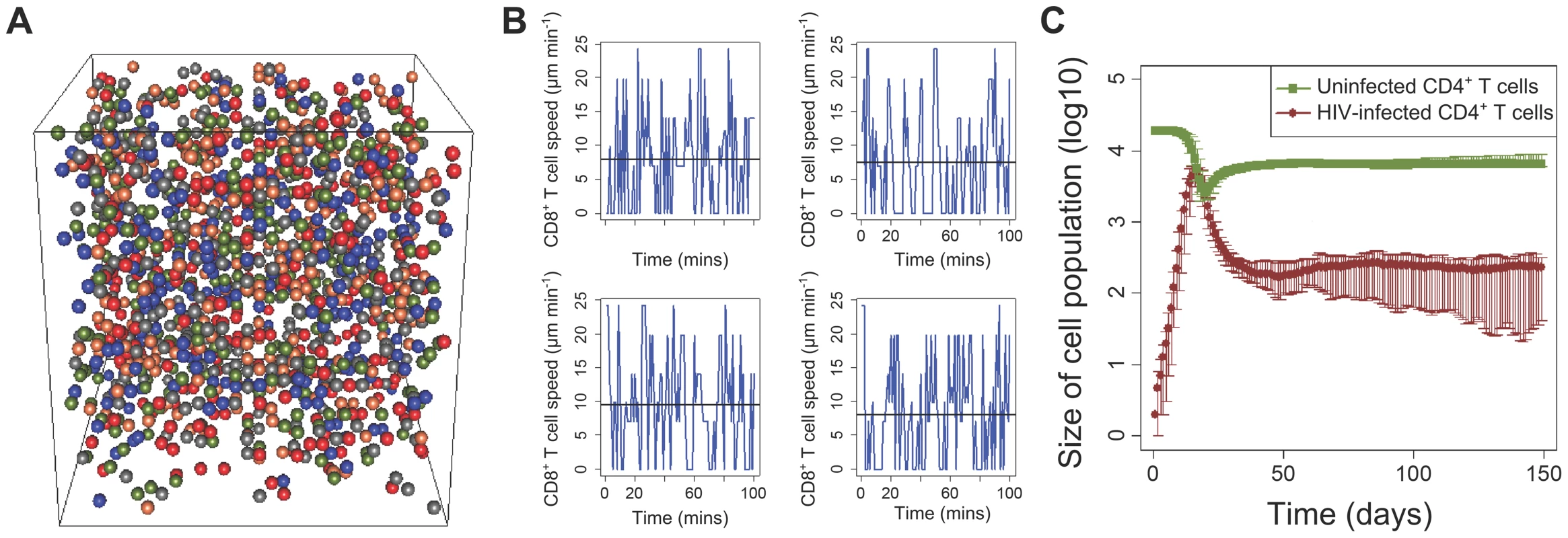 The cellular automaton model accurately reproduces T cell and viral dynamics at the cellular and population level.
