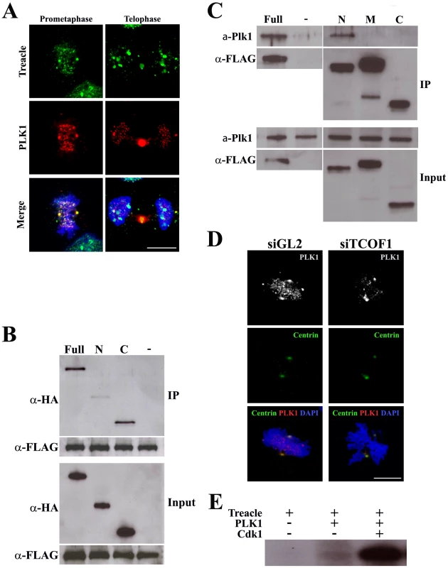Treacle interacts with PLK1 and mediates its localization.