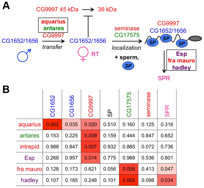An expanded network of proteins is required for SP to bind sperm and to be utilized in mated females.
