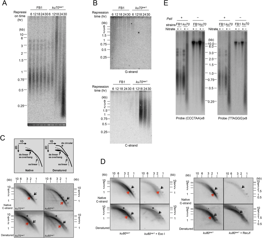 The induction of ALT telomere features in the <i>Ustilago maydis ku</i> mutants.