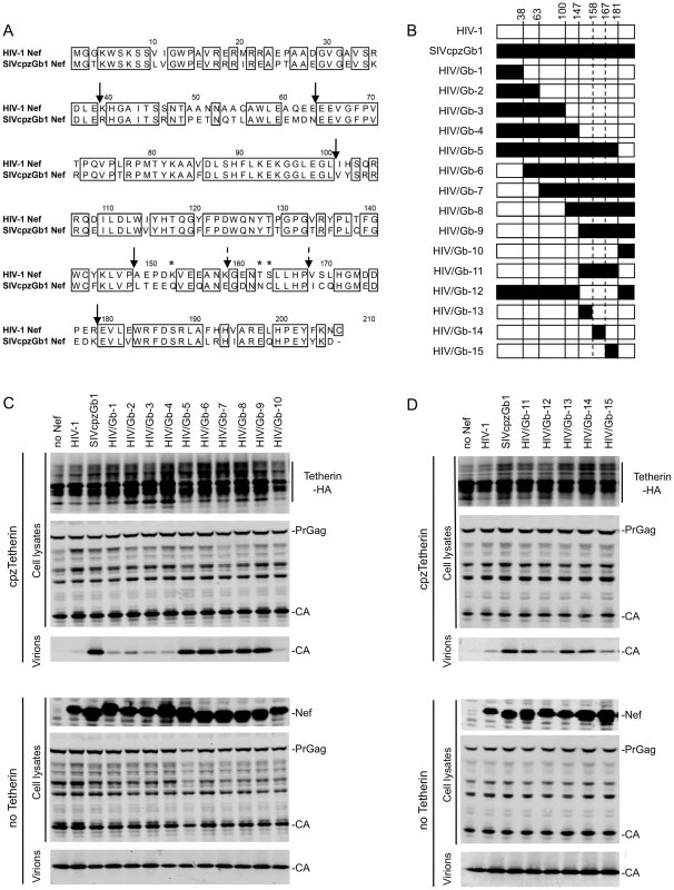 Mapping Tetherin antagonism determinants in Nef.