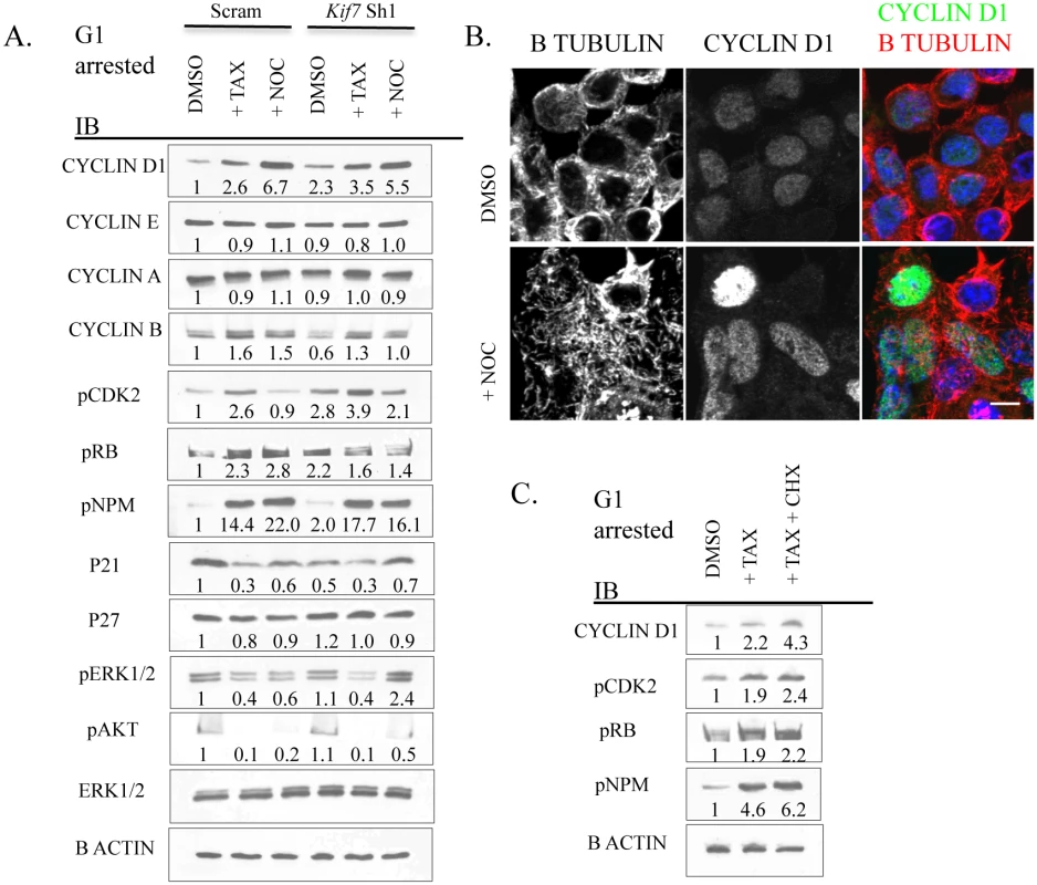 Disruption of microtubule dynamics alters the expression and activity of numerous components of cell cycle machinery.