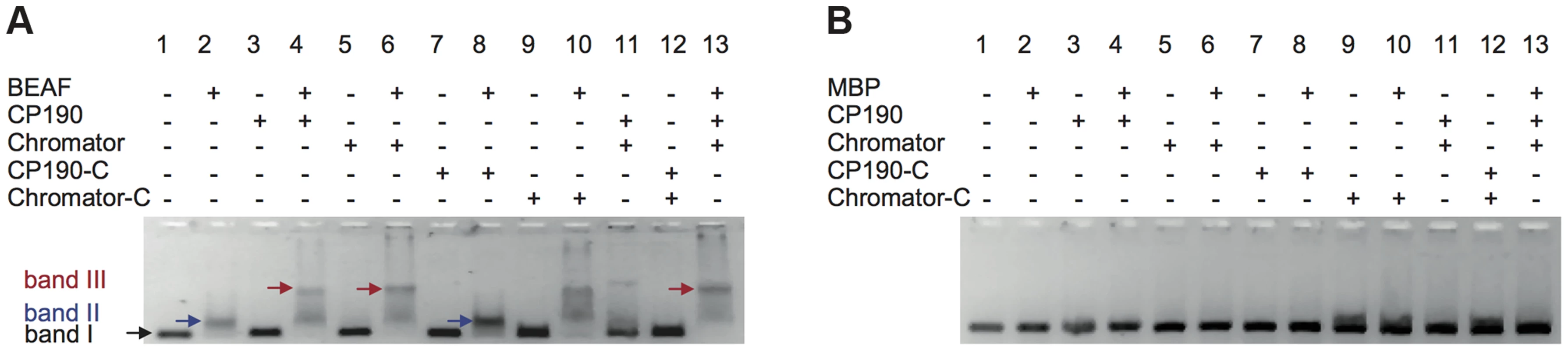 Insulator factors interact upon DNA binding.