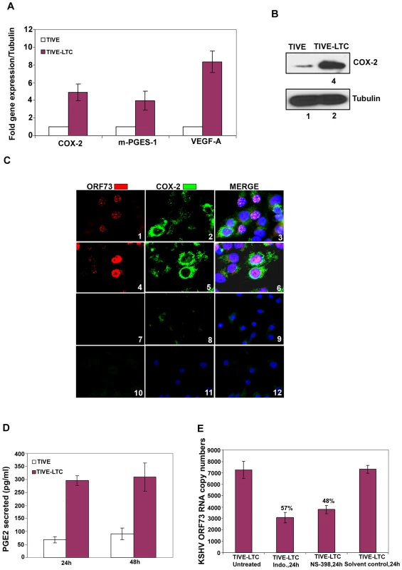 COX-2 in latently infected TIVE-LTC cells.