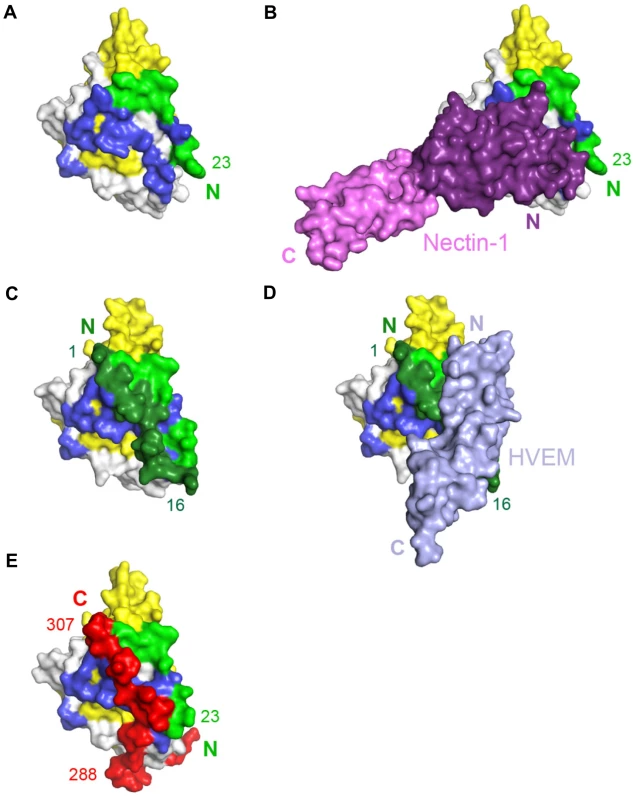 Unliganded gD and gD/receptor complexes.