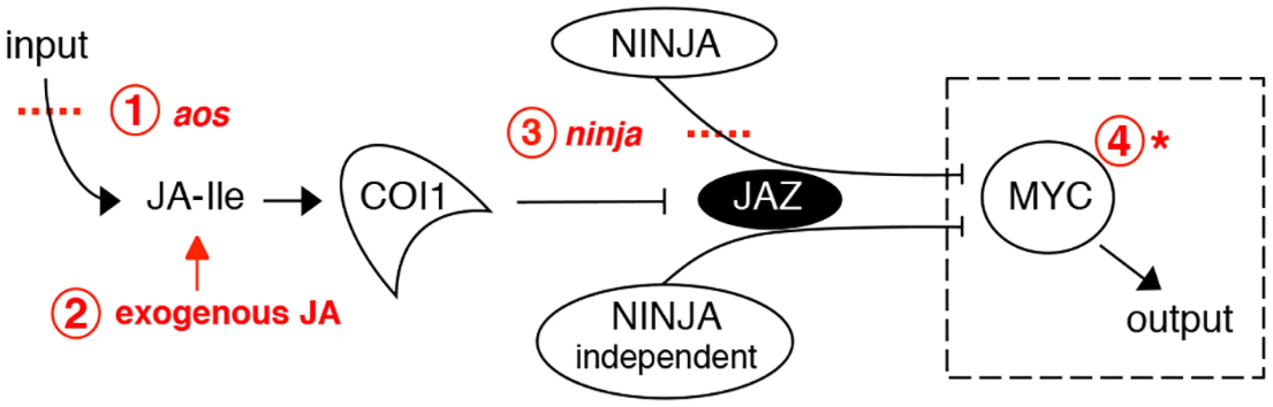 Interventions used in this study to manipulate the jasmonate pathway.