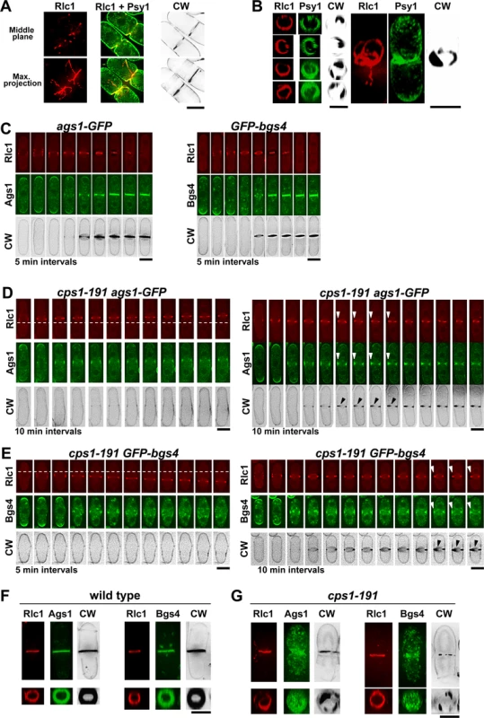 Correct Bgs1 function is important for CAR Integrity and maintenance of Ags1 and Bgs4 in the septum membrane.