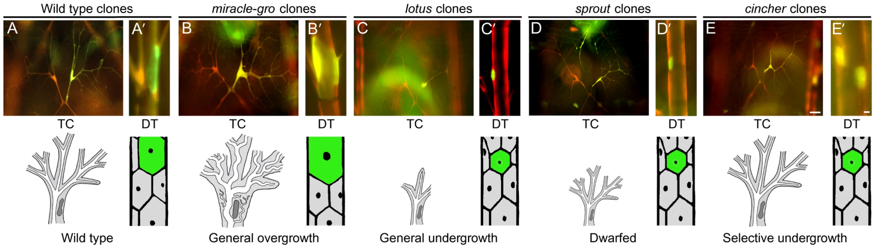 Tracheal cell size mutants.