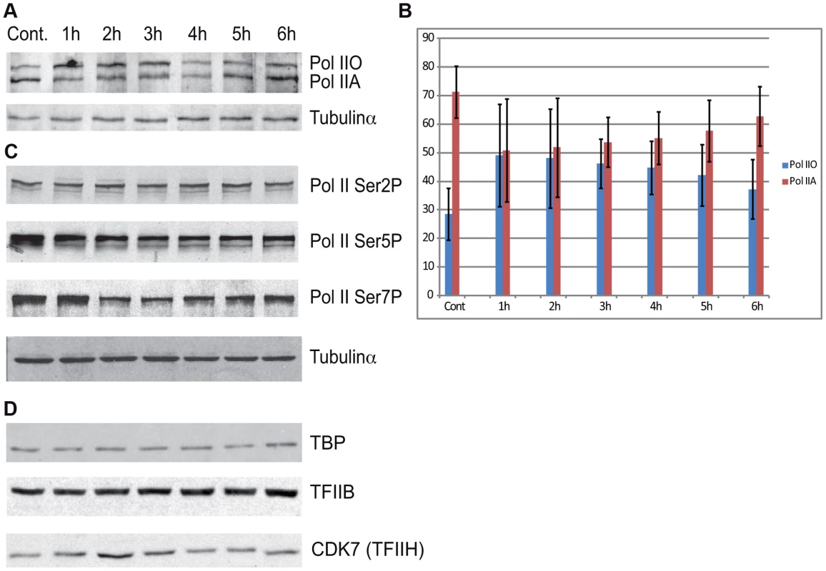 The protein level of Pol II and GTF subunits does not change after UVB treatment.