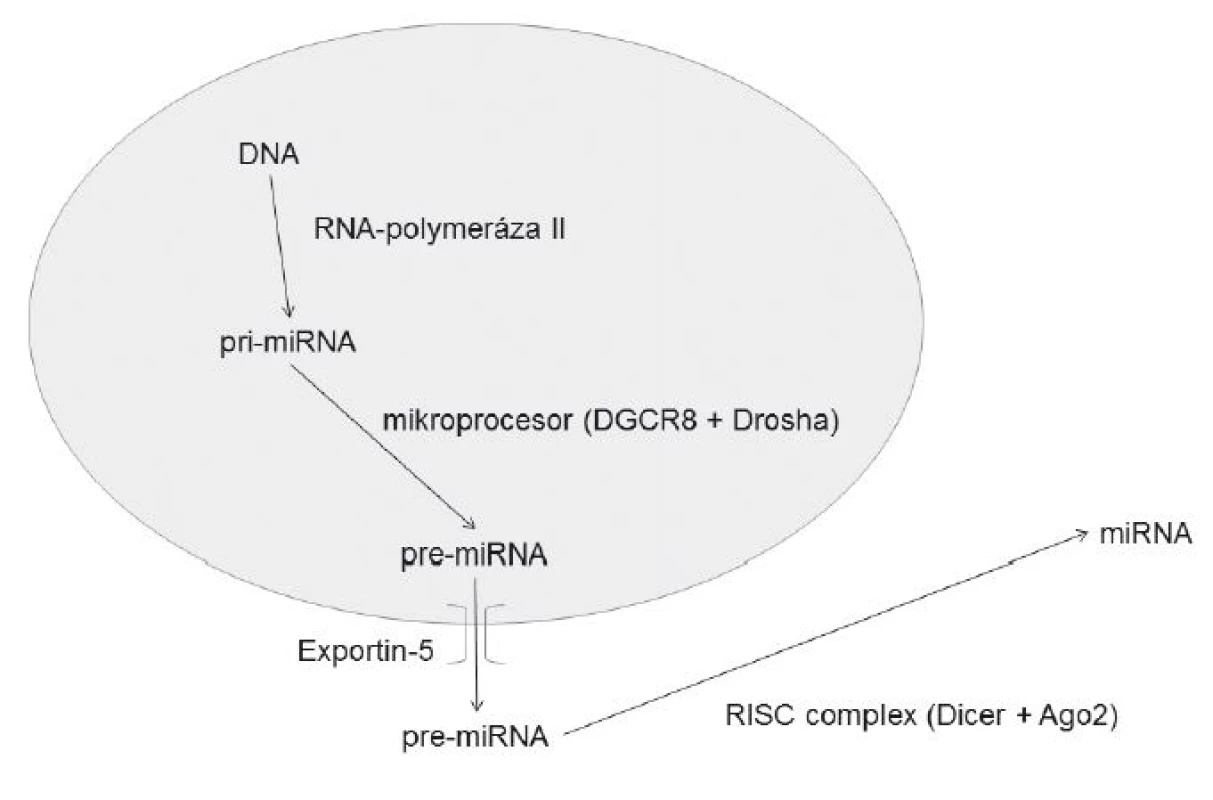 Mechanismus vzniku miRNA
DGCR8 – DiGeorge Syndrome Critical Region 8
RISC – RNA-induced silencing complex