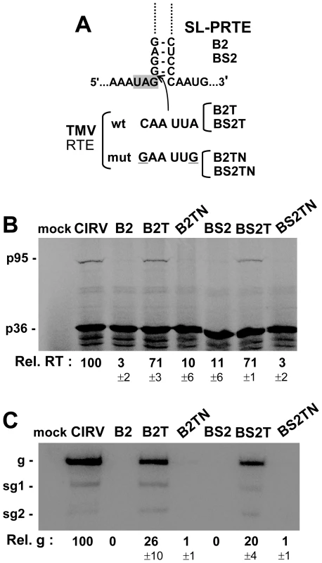 Restoring RT and genome replication with a heterologous RT sequence.