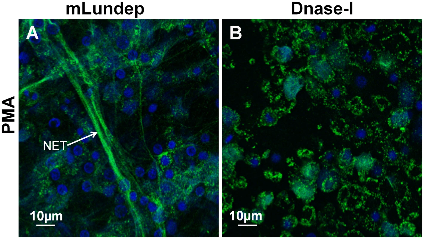 Mutagenized Lundep (mLundep) does not affect the integrity of NETs.