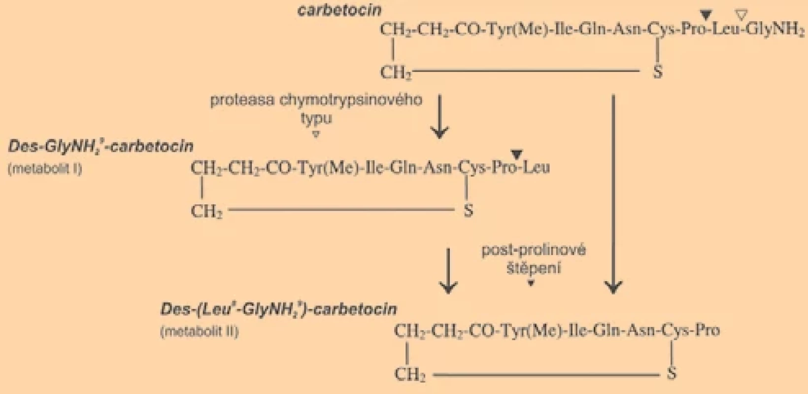 Potenciální metabolity carbetocinu identifi kované in vitro a jejich antagonistické vazby (pA2) na oxytocinovém receptoru (krysa) [36].