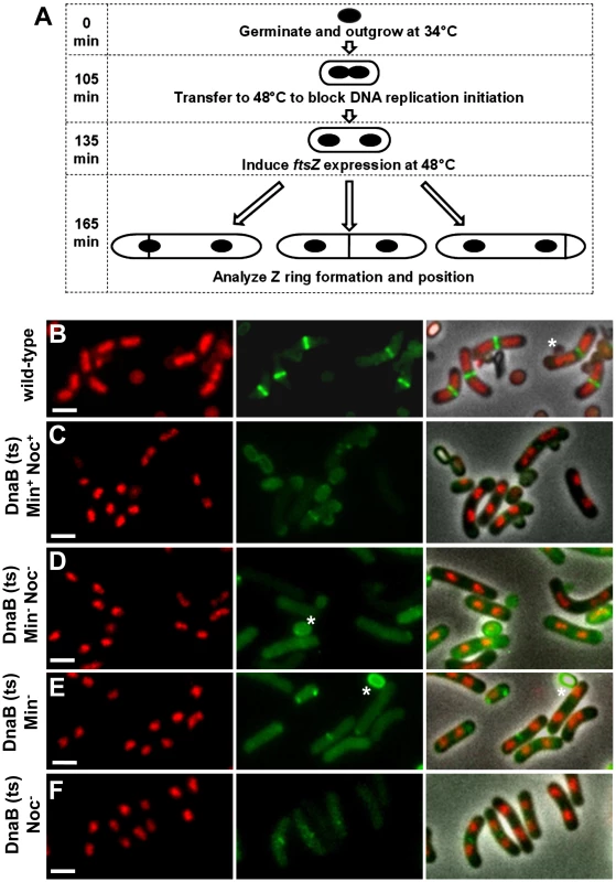 Experimental approach and separation of nucleoids after one round of replication, prior to production of FtsZ.
