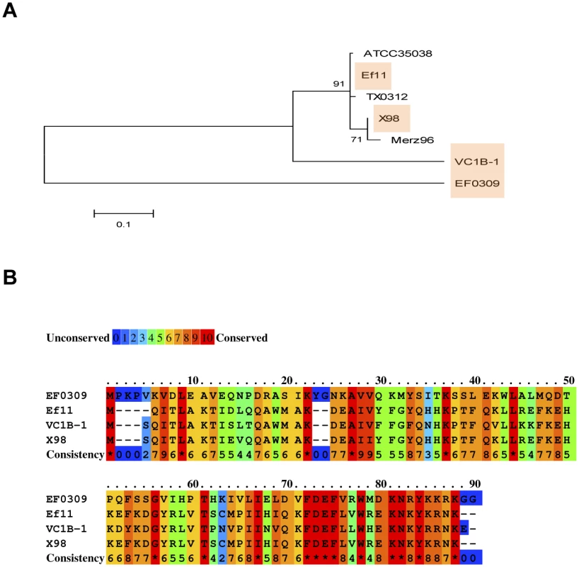 The enterococcal EfCIV583 island drives phage evolution.
