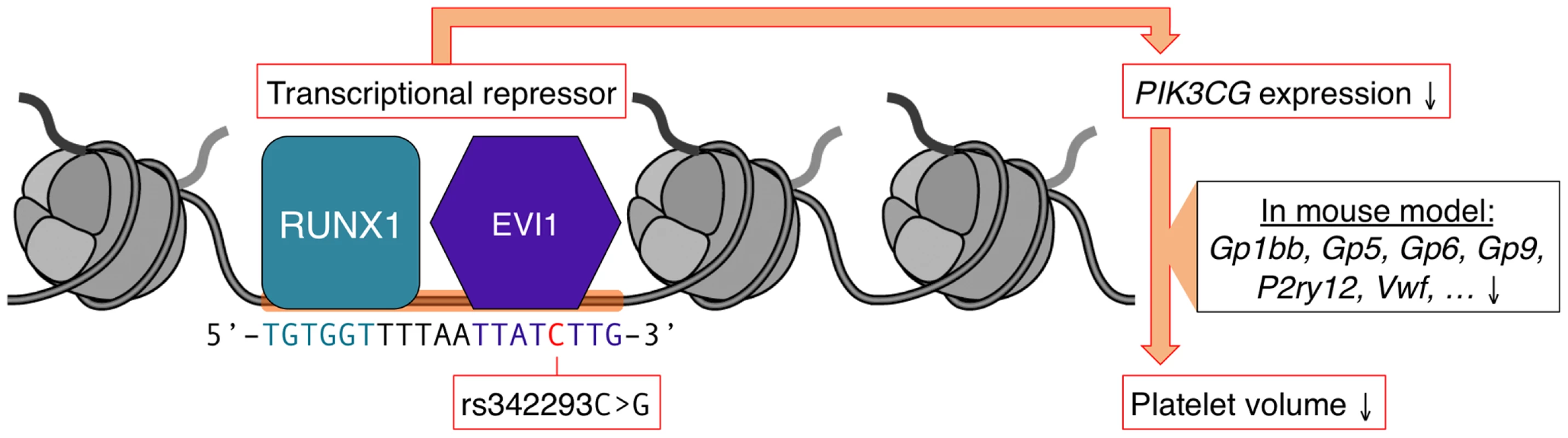 Model of the mechanism by which rs342293 may affect platelet volume.