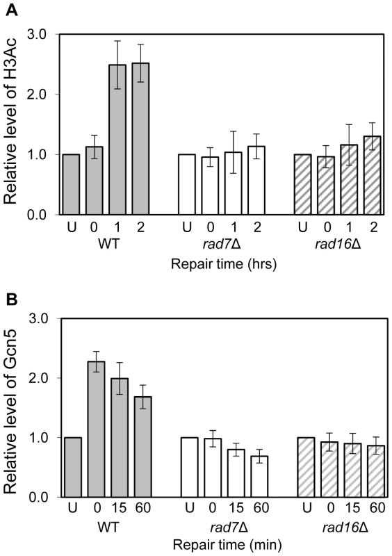 Histone H3 acetylation and occupancy of Gcn5 at the <i>MFA2</i> promoter.