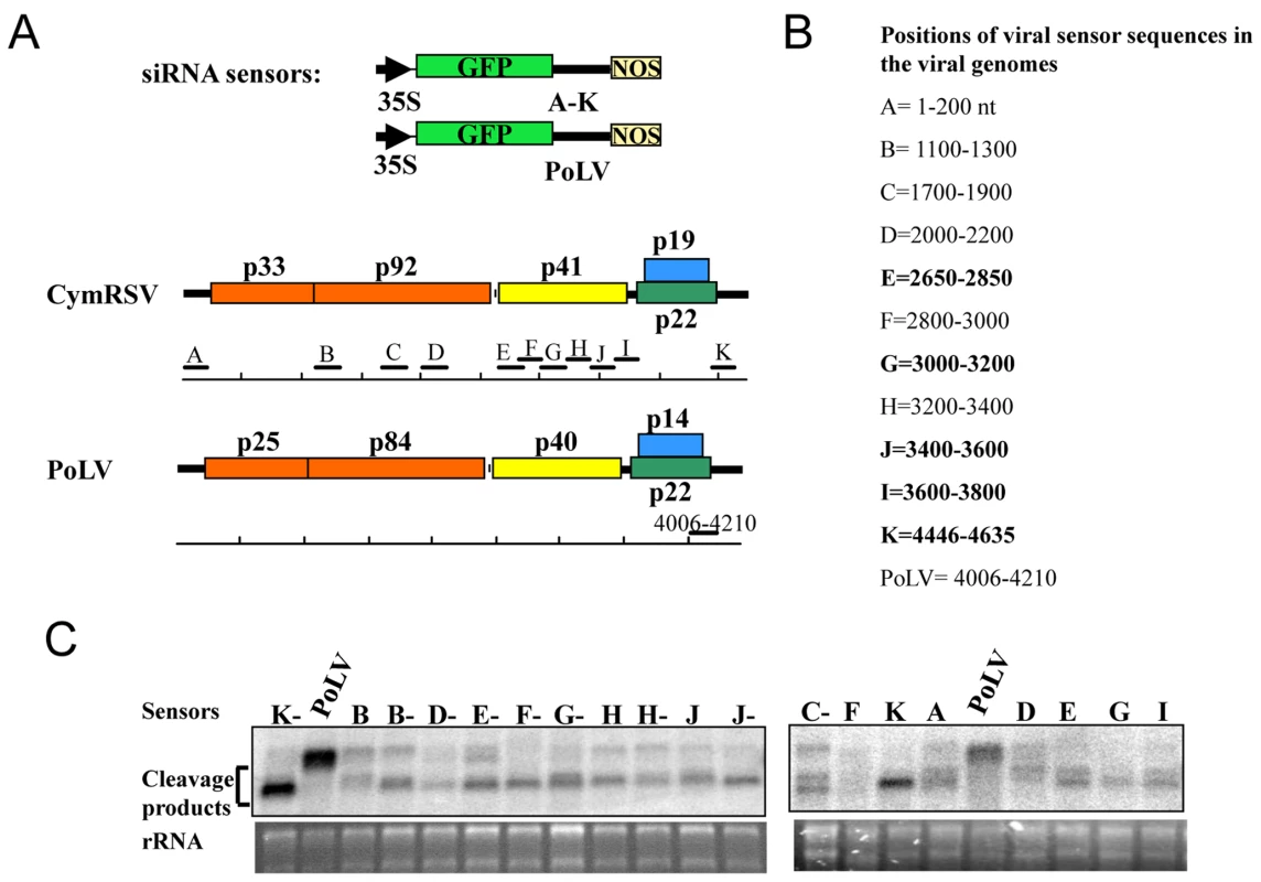 Functional analysis of vsiRNAs <i>in planta</i>.