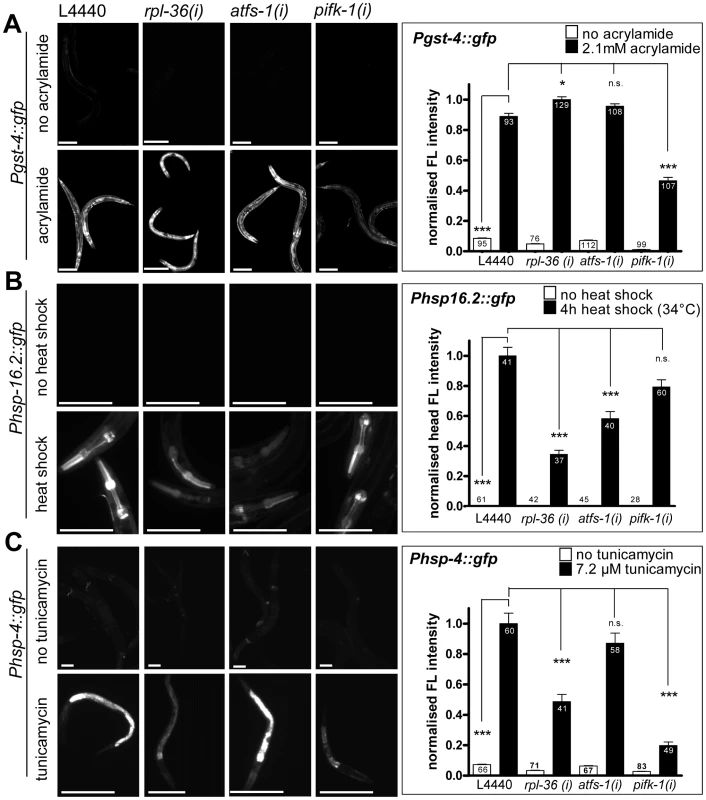 The knockdown of <i>rpl-36</i>, <i>atfs-1</i>, or <i>pifk-1</i> does not prevent non-mitochondrial stress responses.