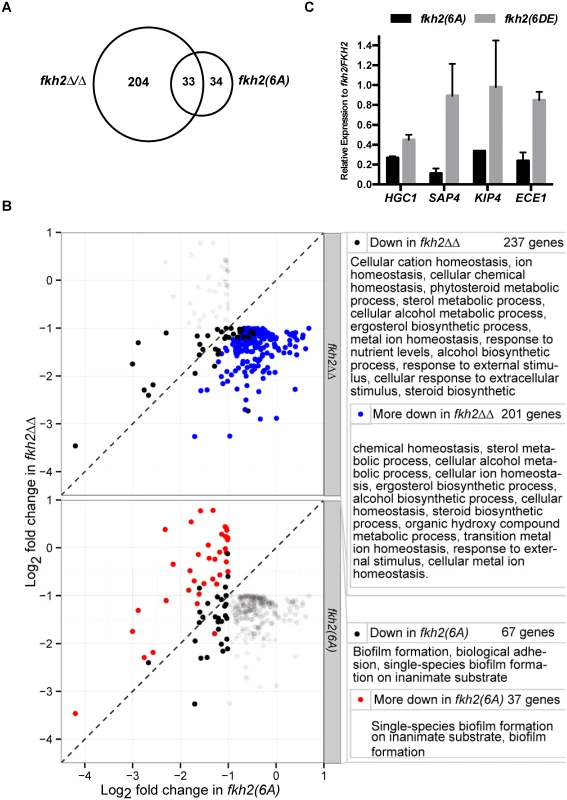 GO analysis of <i>fkh2(6A)</i> and <i>fkh2ΔΔ</i> mutants.