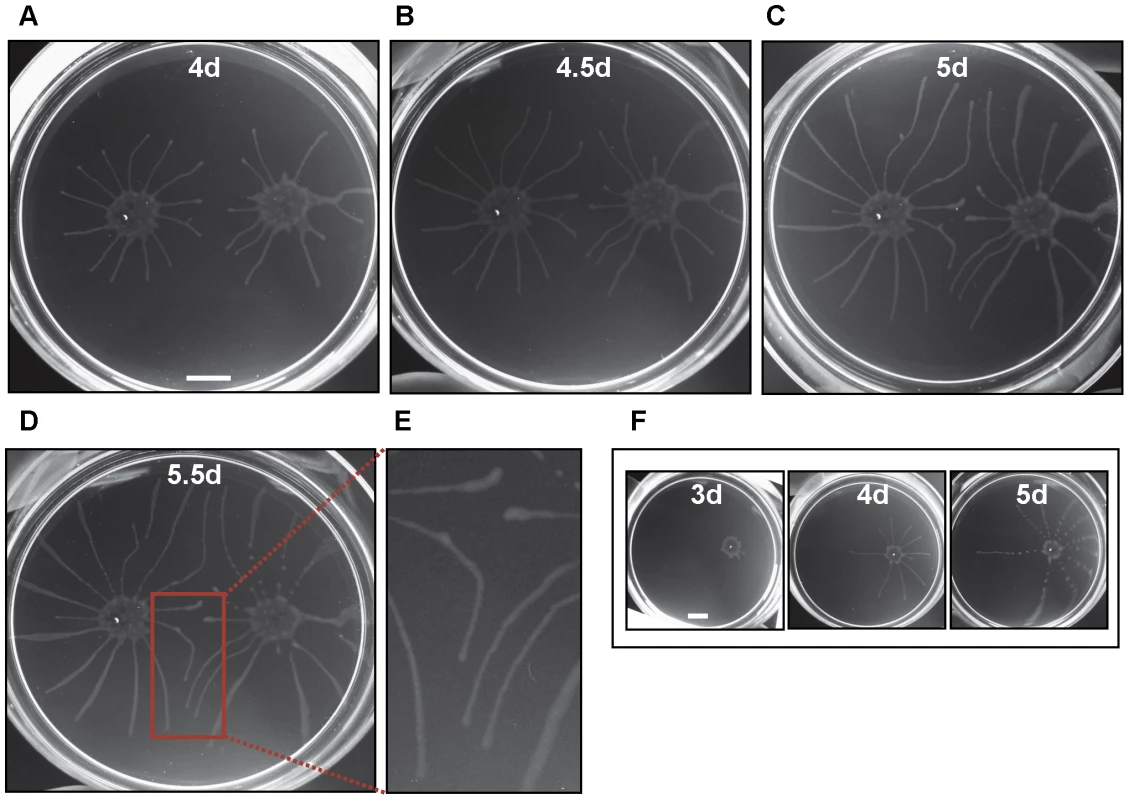 Trypanosomes sense nearby communities and change their course of migration.