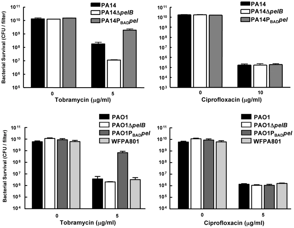 Analysis of Pel-mediated antibiotic tolerance in biofilms.