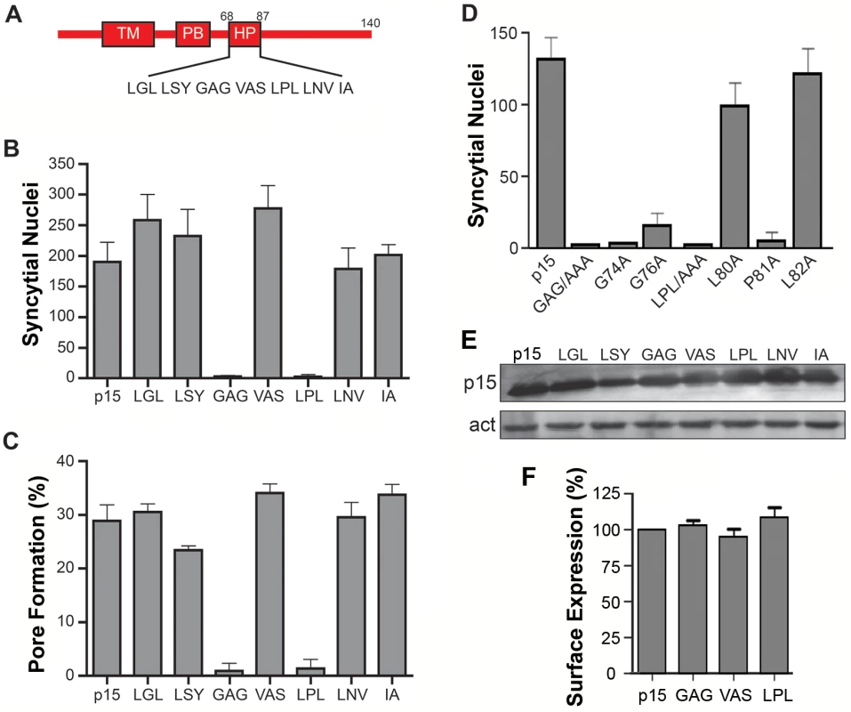 Centrally-located glycine and proline residues in the p15 HP are essential for cell-cell fusion.