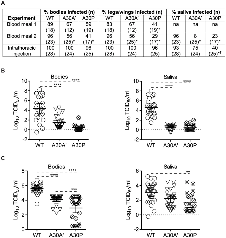 PRF/NS1′-deficient WNV<sub>KUN</sub> mutants show reduced replication and dissemination in <i>Culex annulirostris</i> mosquitoes.