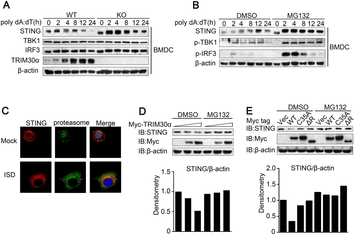 TRIM30α enhances the degradation of STING.