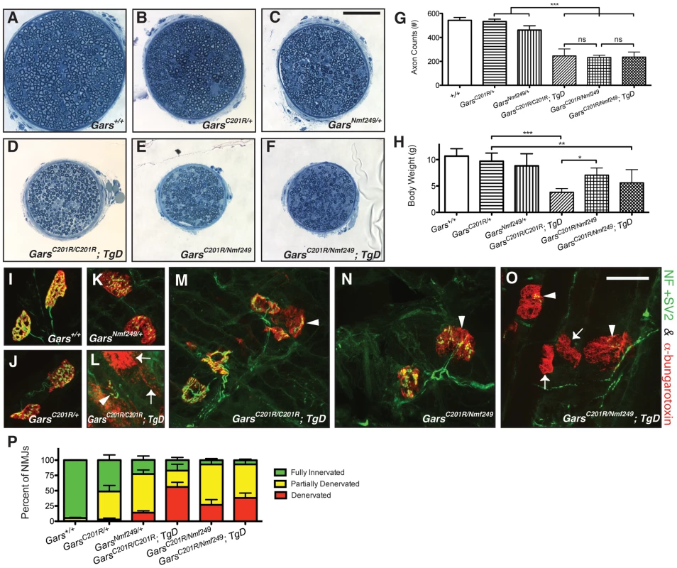 Increased dosage of mutant <i>Gars</i> increases the severity of neuropathy, but wild-type over-expression only improves viability in homozygous <i>C201R</i> mice.