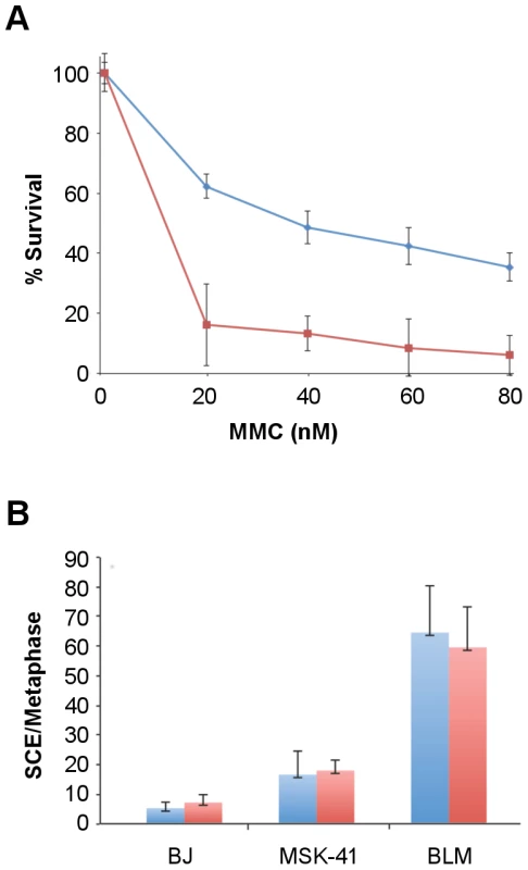 MSK-41 cells are hypersensitive to DNA damage and experience elevated levels of sister chromatid exchange.