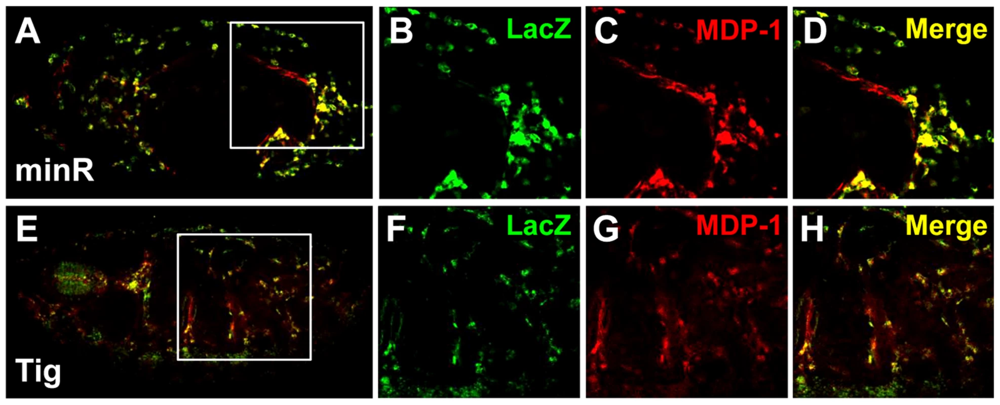 Embryonic expression of the Tig and minR reporters.