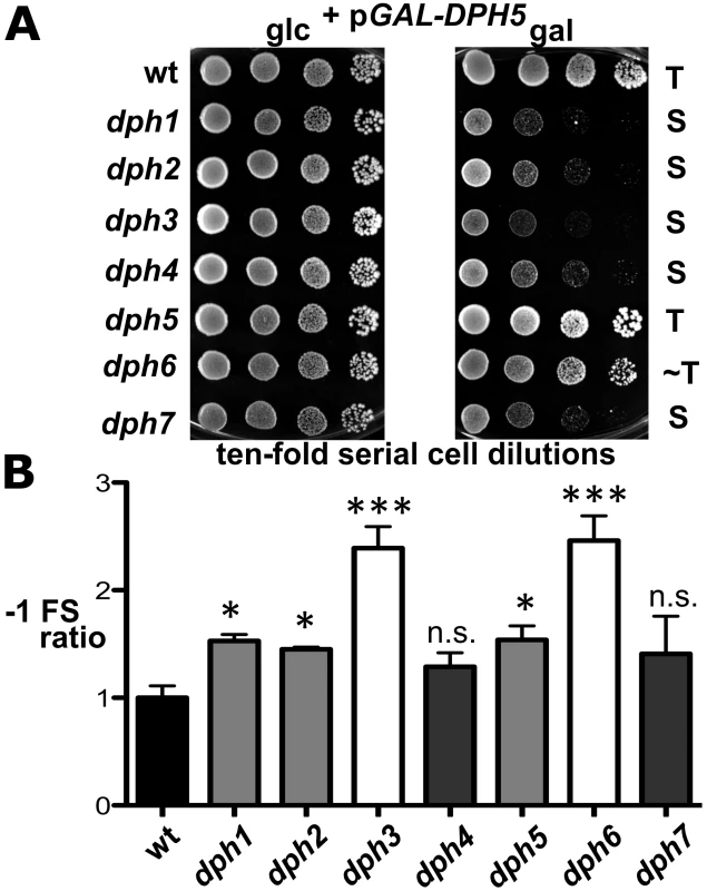 <i>dph</i> mutants show sensitivity to elevated diphthine synthase levels and confer reduced translational accuracy.