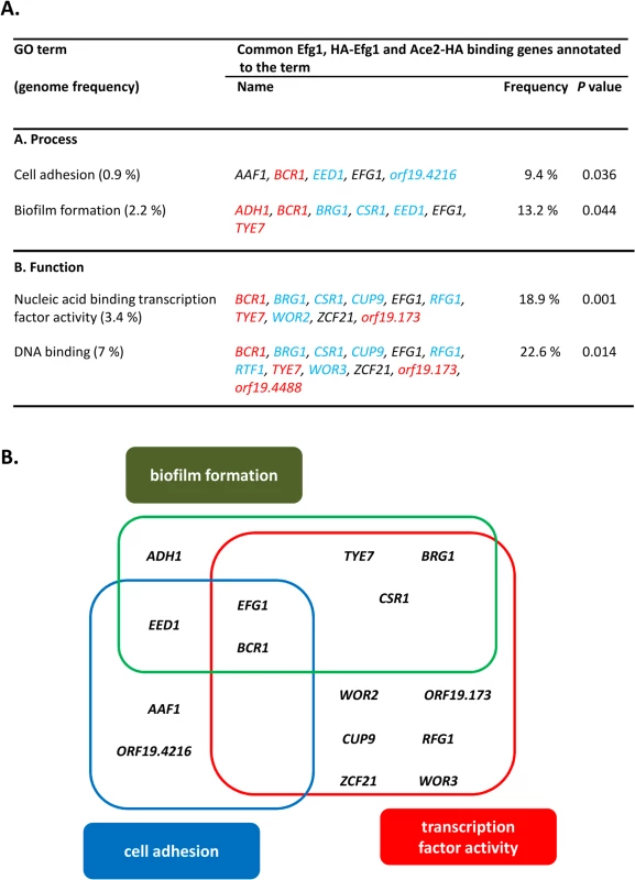GO categories of common untagged Efg1 (Efg1), HA-Efg1 and Ace2-HA target genes under hypoxia.