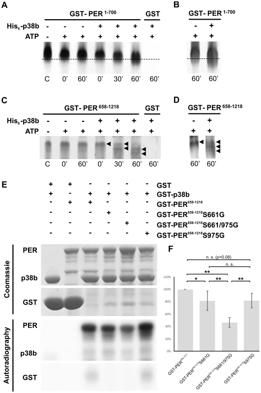 p38b phosphorylates PER <i>in vitro</i>.