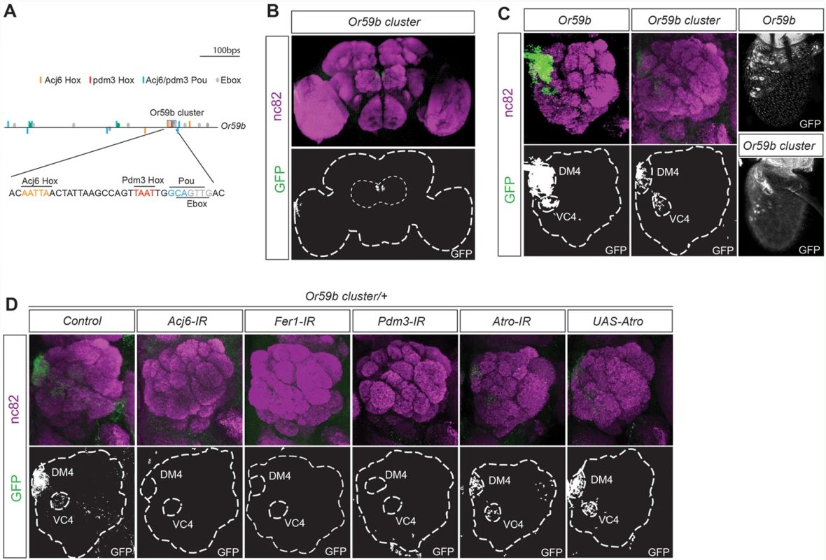 One motif cluster combines the TF regulation of <i>Or59b</i> gene expression.