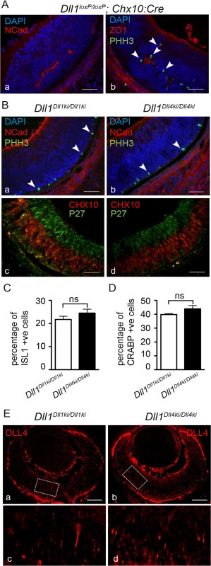 DLL4 expressed from the <i>Dll1</i> locus rescues DLL1 loss-of-function in the retina.