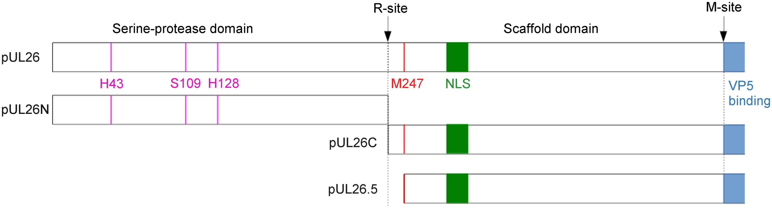 Cleavage sites and products of PrV pUL26 and pUL26.5.