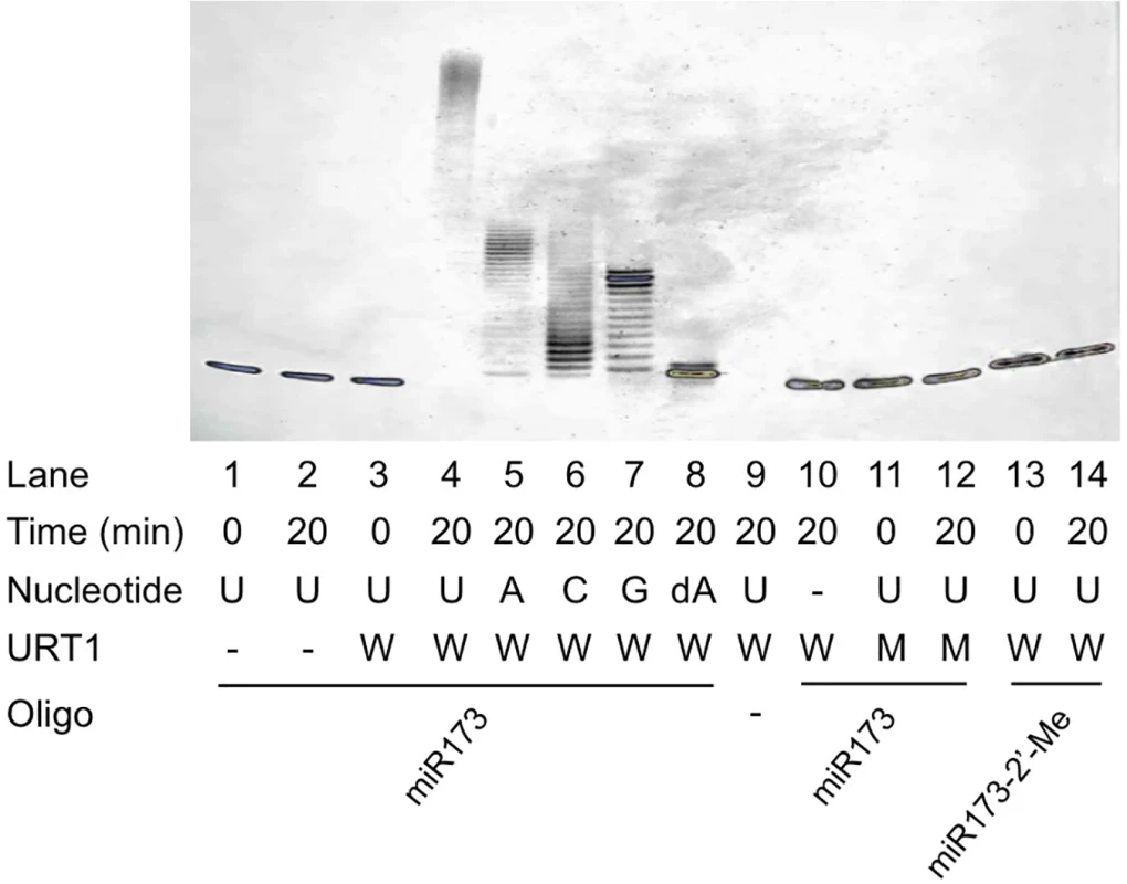 Nucleotidyl transferase assays for URT1.
