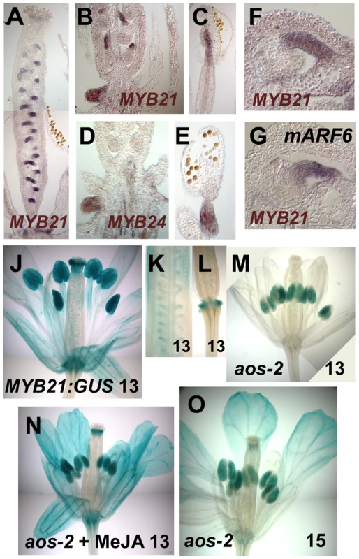 Expression patterns of <i>MYB21</i> and <i>MYB24</i>.