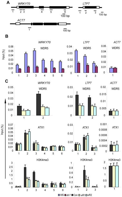 Distribution profiles of AtWDR5, ATX1, and H3K4me3 at the ATX1-regulated genes in different genotypes.
