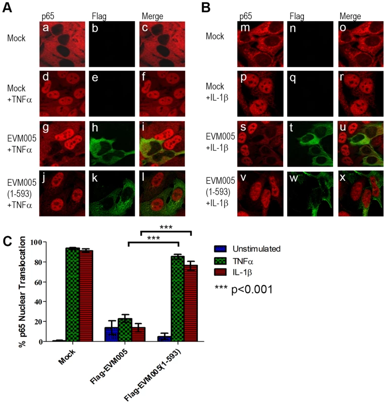 ECTV encoded EVM005 inhibits p65 nuclear accumulation.