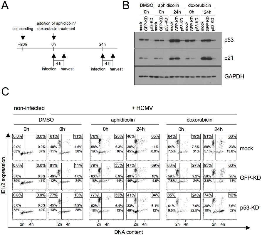 P53 is required for the checkpoint-dependent rescue of MIE gene expression in S/G2.
