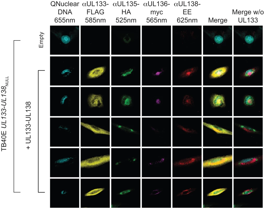 Colocalization of pUL133, pUL135, pUL136 and pUL138 in the Golgi apparatus.