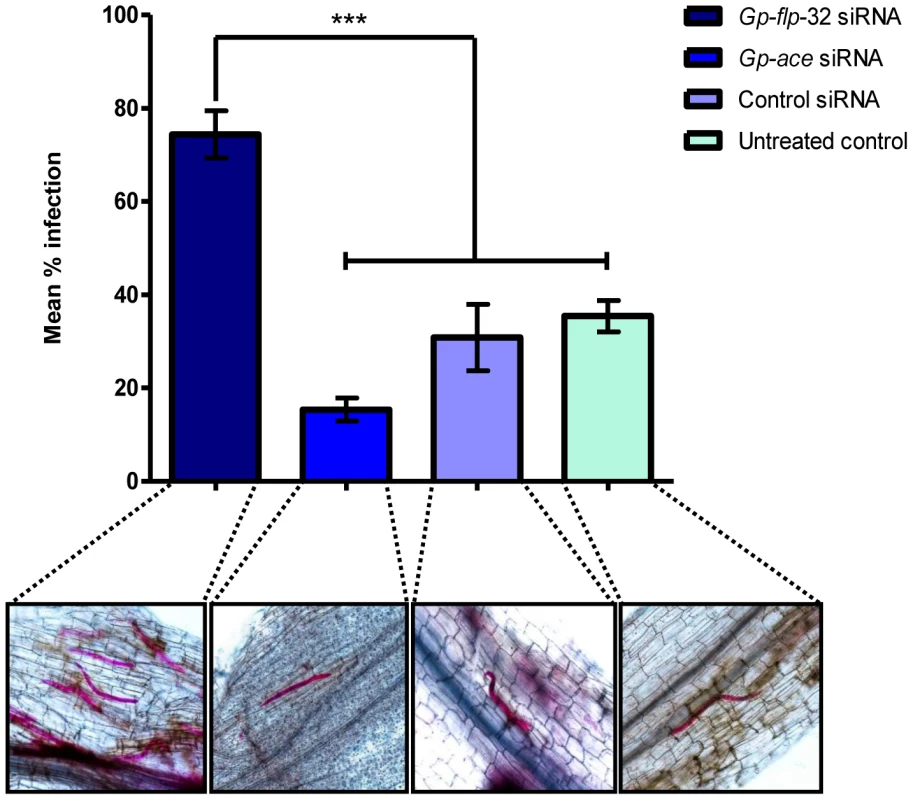 The rate of potato plant root infection is enhanced in <i>Gp-flp</i>-32-silenced <i>Globodera pallida</i> J2s.