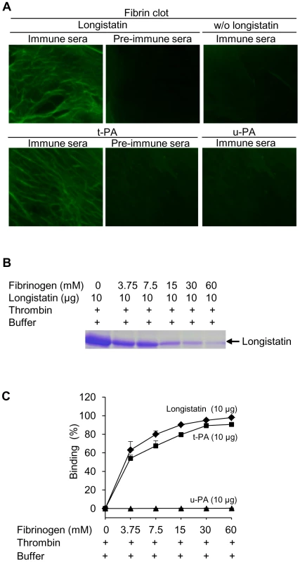 Binding of longistatin with fibrin clot.