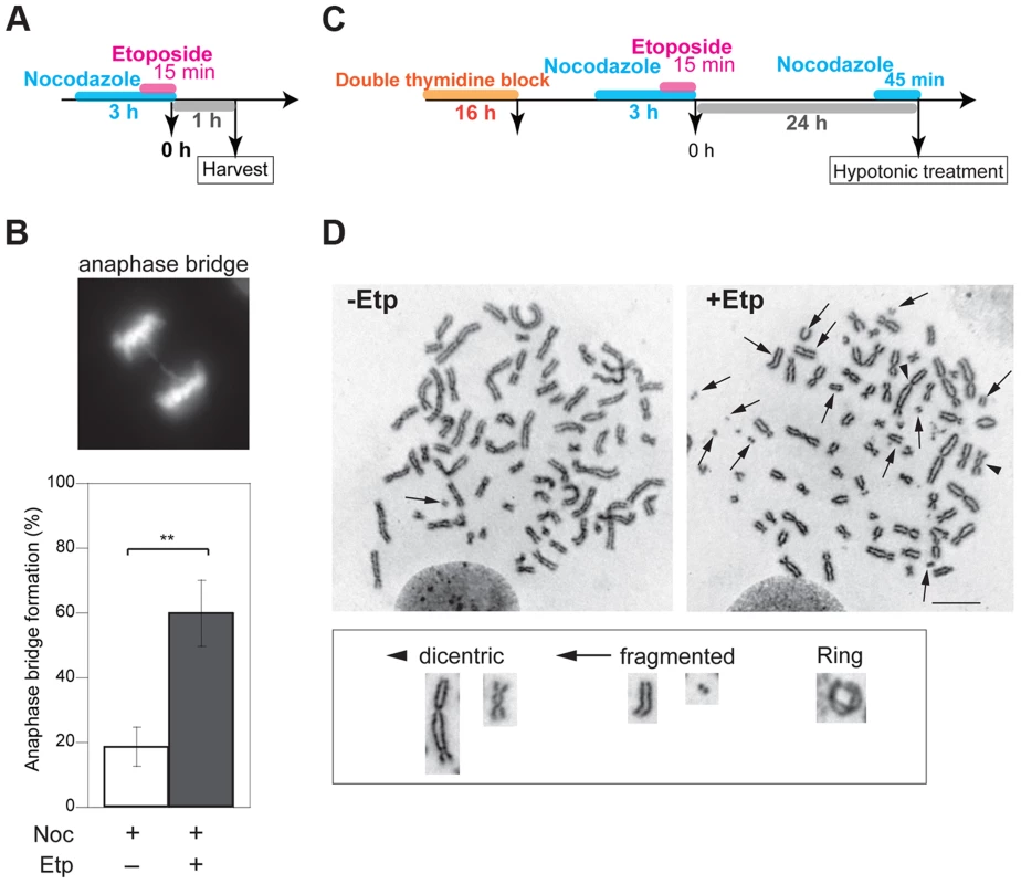M-phase DSBs induce anaphase bridges and cause chromosome aberrations.