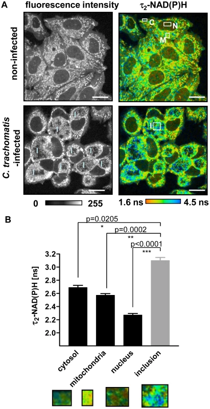 NAD(P)H fluorescence intensity signals and τ<sub>2</sub>-NAD(P)H in non-infected and <i>C.trachomatis</i>-infected cells.